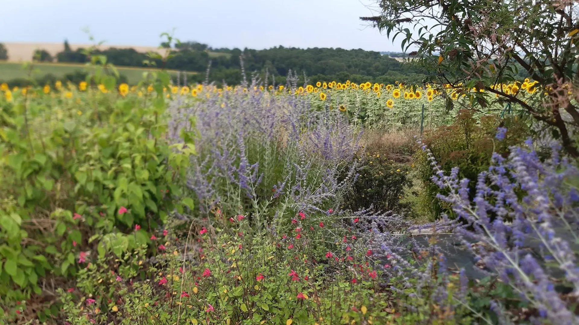 アパート Studio T1 Paisible Dans Villa Avec Bassin Naturel Saint-Pierre-de-Lages フランス